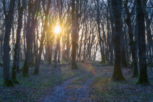 Forest path with sun in early spring, Sodenberg, Hammelburg, District Bad Kissingen, Rhön, Bavaria, Germany Forest path with sun in early spring, Sodenberg, Hammelburg, District Bad Kissingen, Rhön, Bavaria, Germany